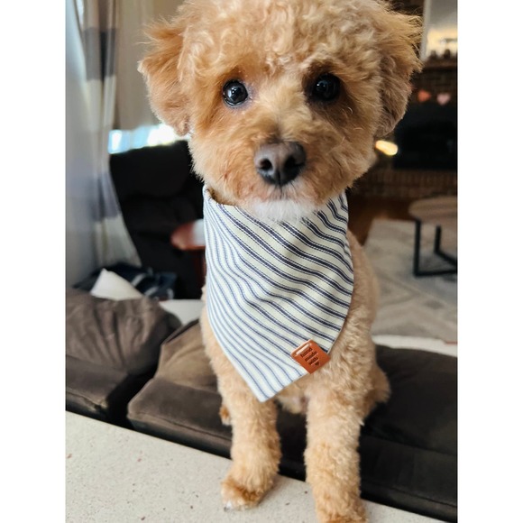 Blue Stripes Dog Bandana: The Perfect Accessory for Your Dog! Premium - Handmade - Picture 10 of 10